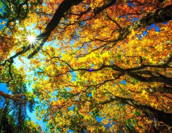arbres-couleurs-automne.jpg