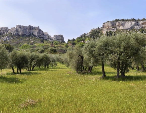 champs-d-oliviers-au-pied-des-alpilles-provence-france.jpeg