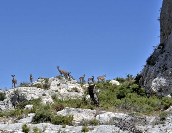chevres-sauvages-montcaber-alicante.jpg