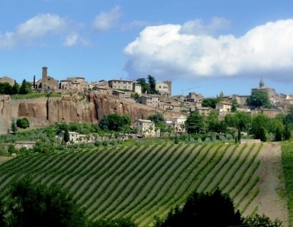 les-vignobles-juste-au-dessous-orveto-italie.JPG