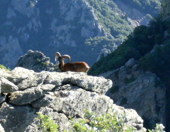 mouflon-1.jpg