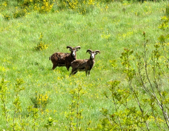 mouflons-au-dessous-de-rosis-caroux-2.jpg