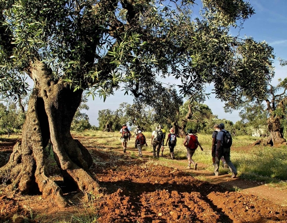 oliviers-centenaires-le-long-des-chemins-de-randonnee-italie-pouilles.jpg