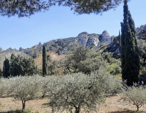 panorama-sur-un-champs-d-oliviers-dans-les-alpilles-france.jpeg