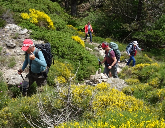 rando-dans-les-genets-en-mai.JPG