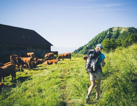 randonnee-dans-les-paturages-des-bauges-savoie-france.jpeg