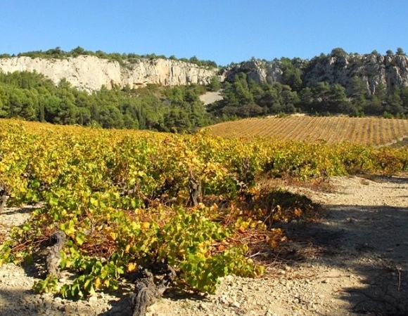 vignes-massif-de-la-clape.jpg