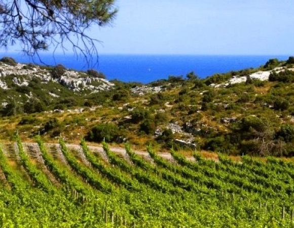 vue-sur-la-mer-depuis-les-vignes.jpg